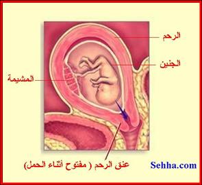 ملف كاامل شامل عن التبويض الحمل الولادة امراض النساء بالصور , ما تريد معرفته عن الحمل